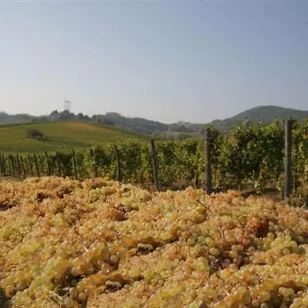 Azienda Agricola La Ghibellina Gavi