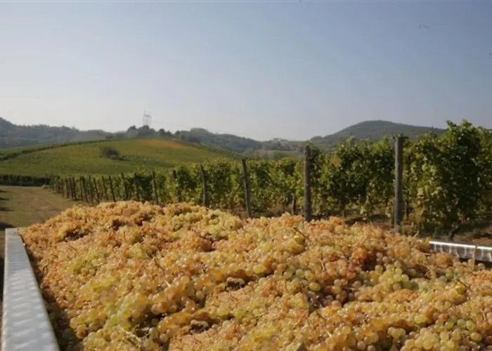 Azienda Agricola La Ghibellina Gavi